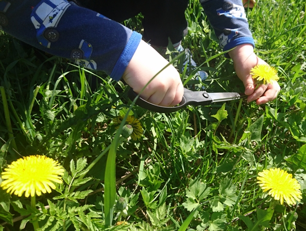 Collecting dandelions, 2018.